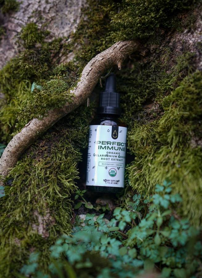 Perfect Immune nestled in moss and roots